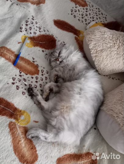 Сибирская кошка