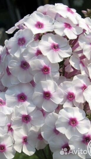 Флоксы ассорти