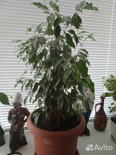 Фикус бенджамина