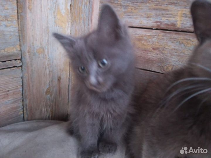 Котята отдам в добрые руки бесплатно