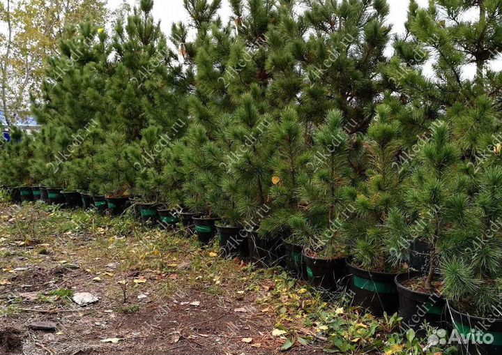 Саженцы кедра