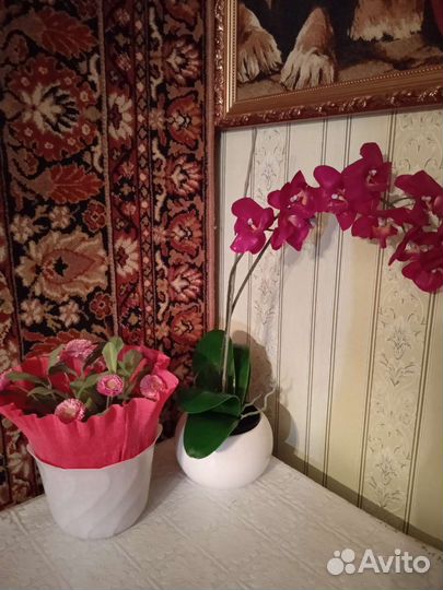 Гиппиаструм