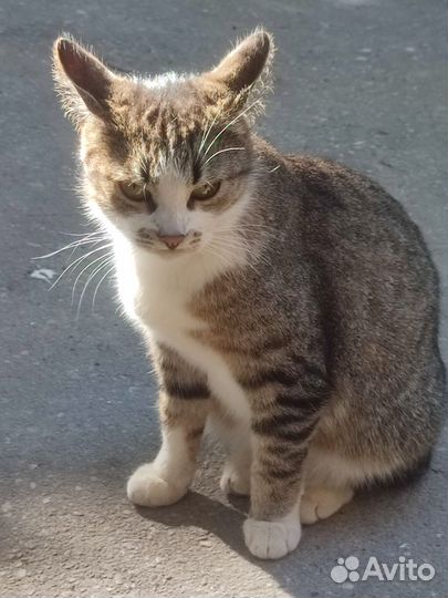 Кошка