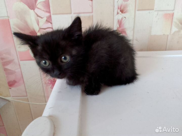 Котята в добрые руки бесплатно