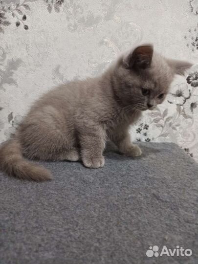Британские вислоухие котята серые