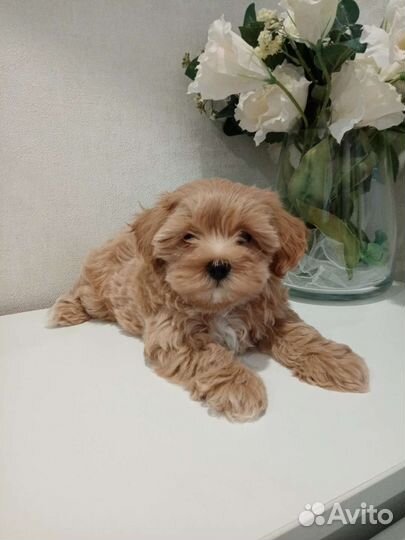 Мальтипу f1 мини стандарт