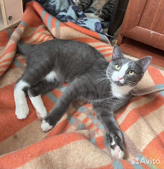 В добрые руки