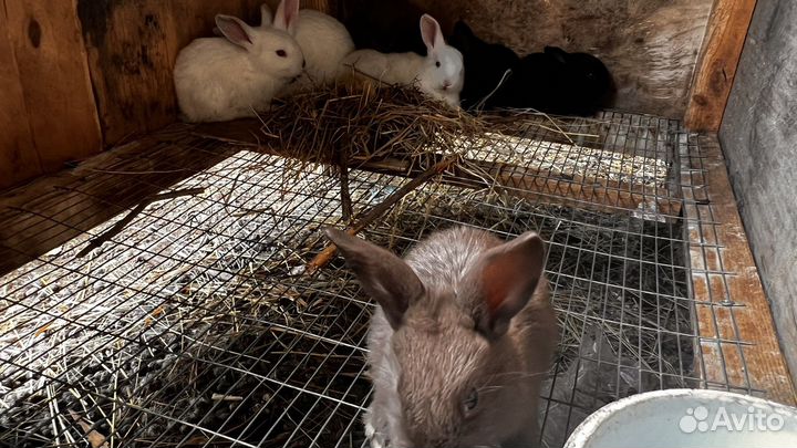 Калифорнийские кролики