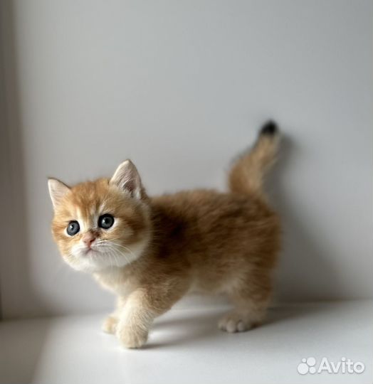 Кошка золотая шиншилла