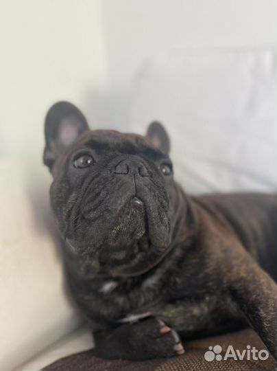 Французский бульдог (вязка)