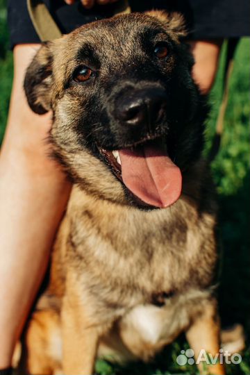 Собака в добрые руки