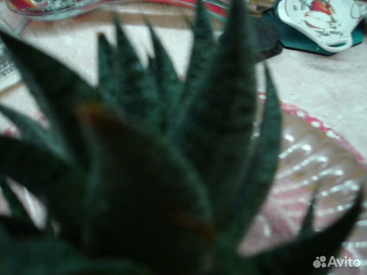 Комнатные цветы