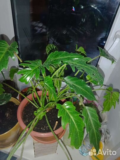 Филодендрон