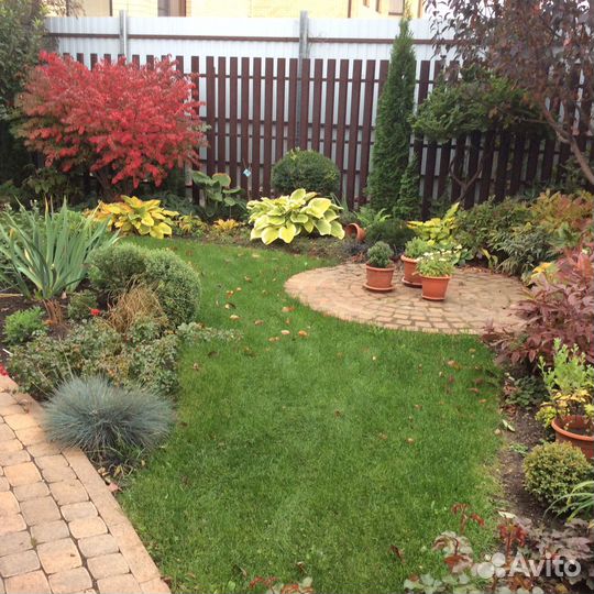 Бересклет крылатый