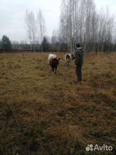 Телята бычки