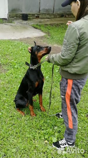 Кинолог, тренер, зоопсихолог, Москва и Щёлково