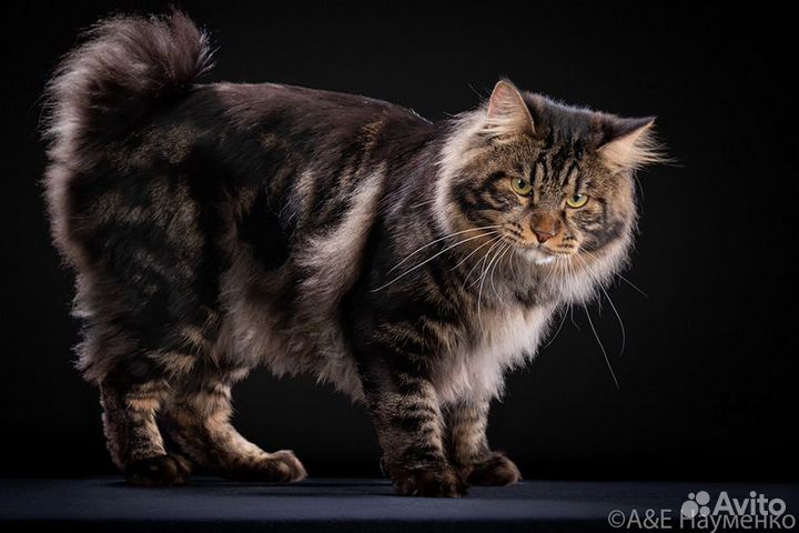 Вязка. Курильский бобтейл