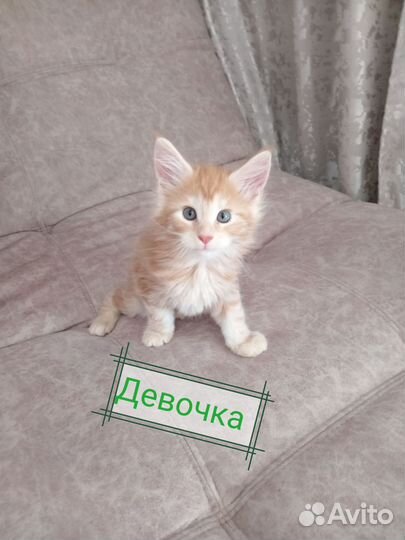 Кошки мейн-кун
