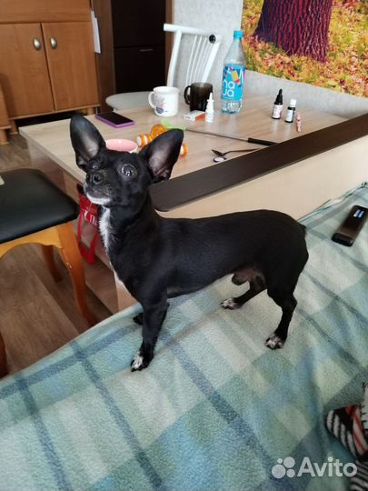 Ищем невесту