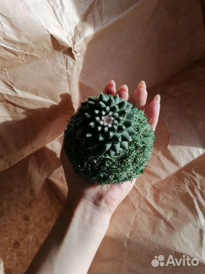 Кокедама из кактуса