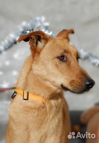 Элегантный Морис в добрые руки