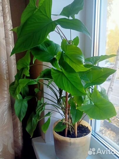 Комнатные растения