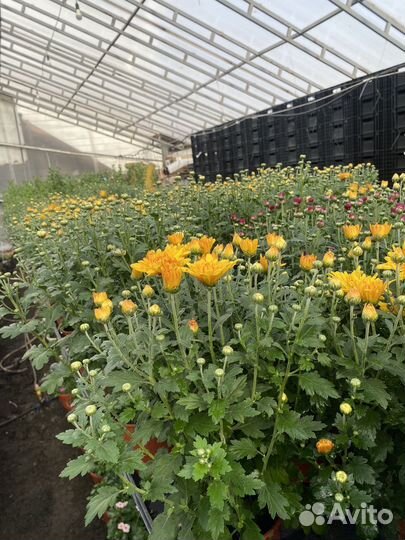 Хризантема мультифлора кусты