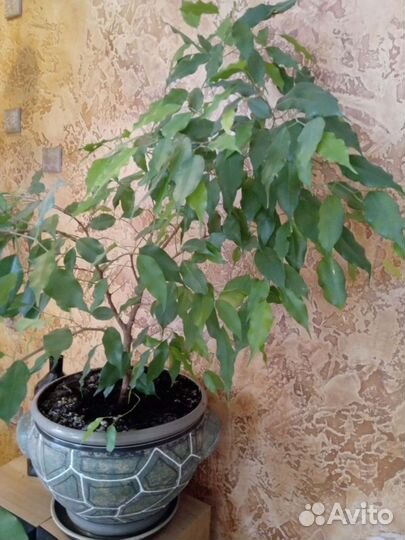 Бенджамина фикус, взрослое растение