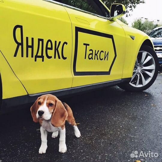 Работа водителем такси