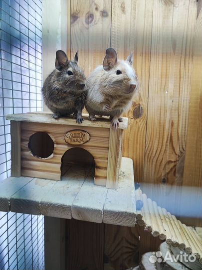 Белки дегу (Чилийская белка)