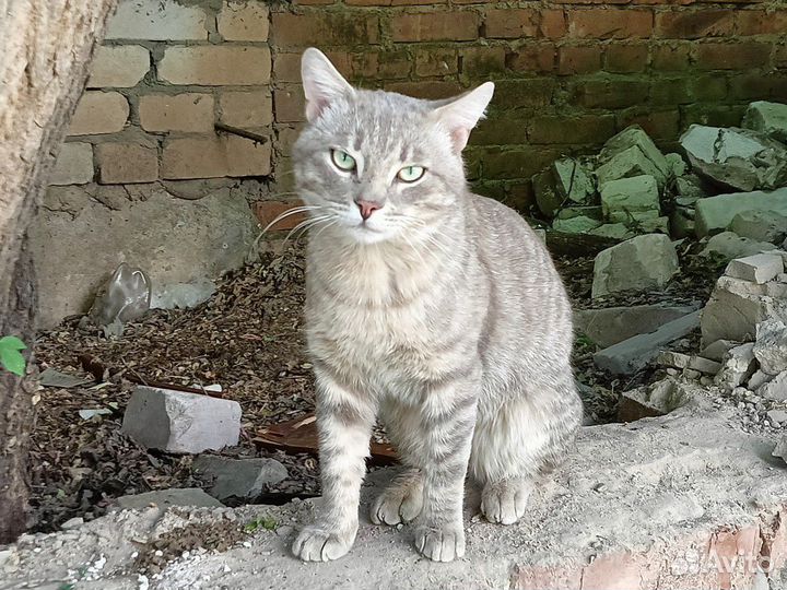 Чей котик потеряшка