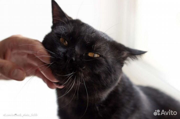 Британская