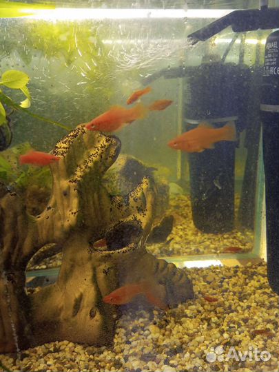 Гуппи, Меченосцы, Анциструсы