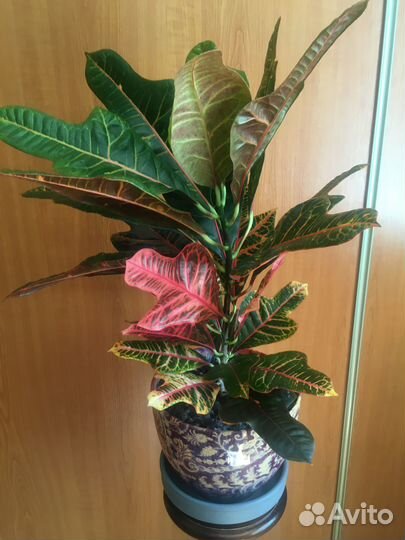 Комнатные цветы кротон, пеперомия