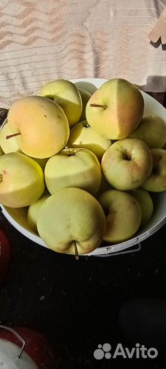 Белый налив