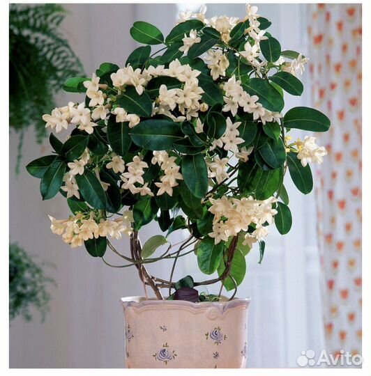 Стефанотис (Мадагаскарский жасмин)