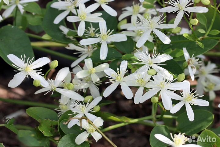 Клематис белый манчижурский