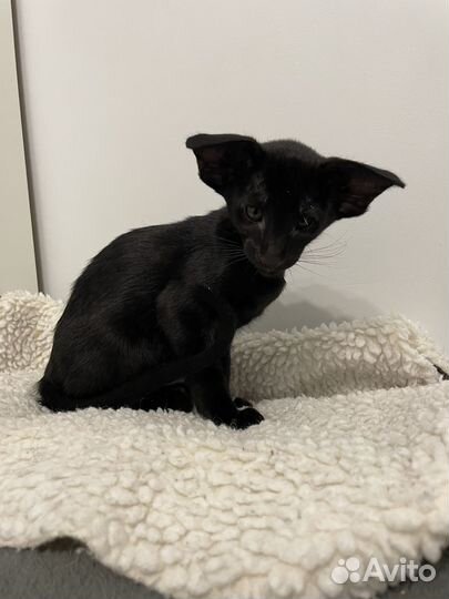 Ориентальная кошечка