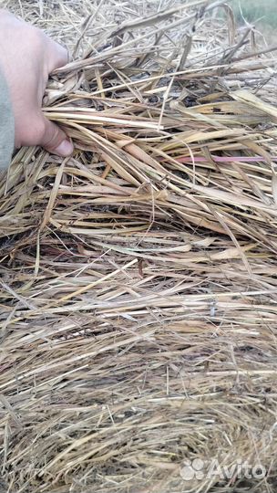 Сено в рулонах