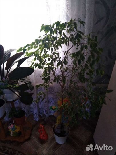 Фикус Бенджамина