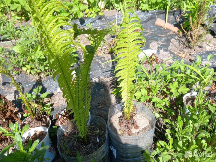 Папоротник страусник