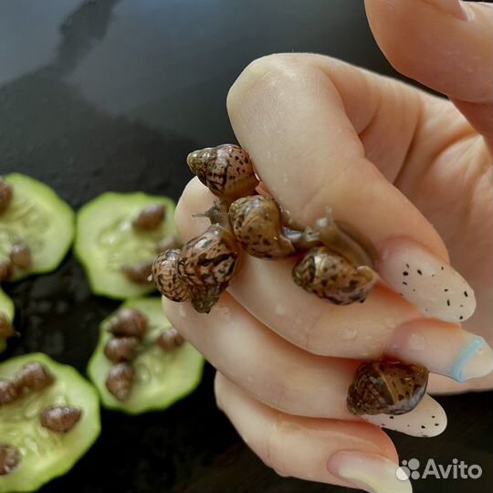 Улитки ахатины