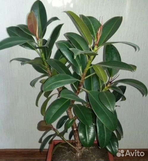 Фикус Мелани