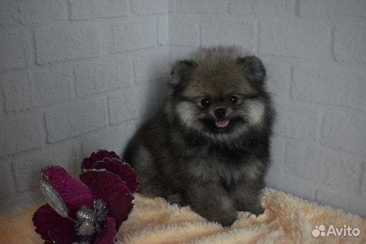 Померанский шпиц