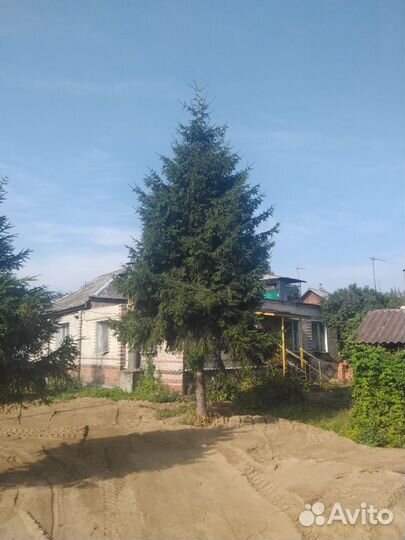 Ели крупномеры