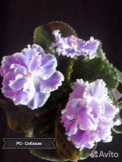 Фиалки цветущие в горшке