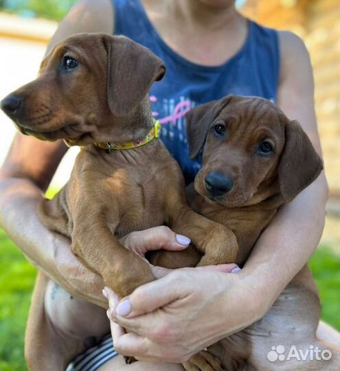 Немецкий пинчер щенки