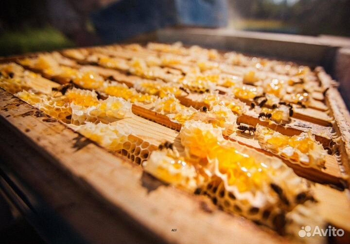 2024 Мёд натуральный алтайский оптом