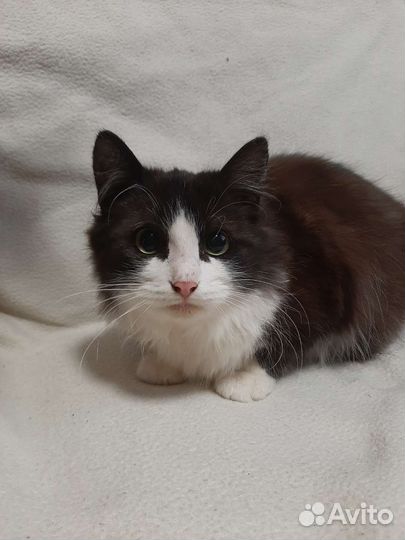 Кот