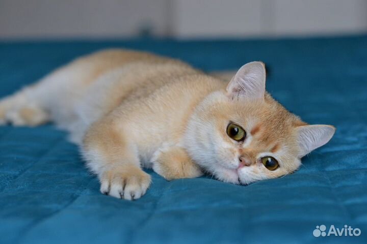 Британская кошка